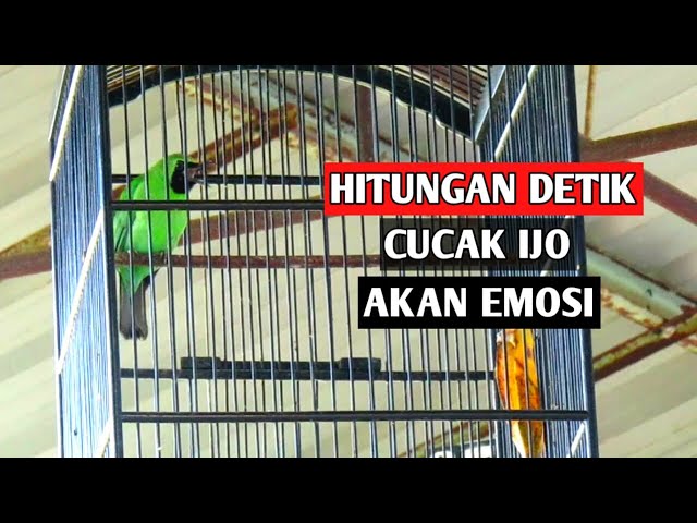 Pancingan Cucak Ijo Biar Emosi Dengan Suara C Ijo Bongkar Isian class=