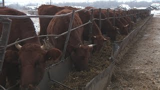 Суровикинский племрепродуктор сохраняет позиции по разведению красно-степной породы КРС Суровикинский племрепродуктор сохраняет позиции по разведению красно-степной породы КРС
