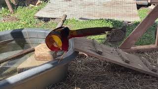 Golden pheasant, Chinese pheasant Enid ok