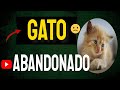 🔴 Gato Abandonado Qué Hacer. Cómo Rescatar Gatos