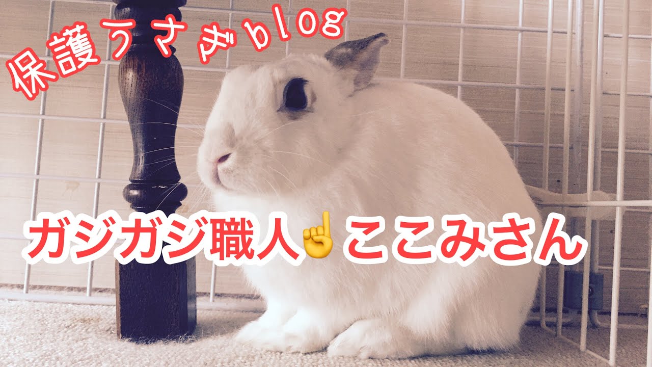 保護うさぎ 里親募集 うさぎのガジガジ Youtube