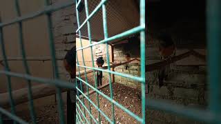 Kreasi Anda sangat indah, induk burung robin murai @terasmuria... #burung robin murai #burung