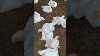 Download Lagu #viral#song#poultry #banglar itehas MP3