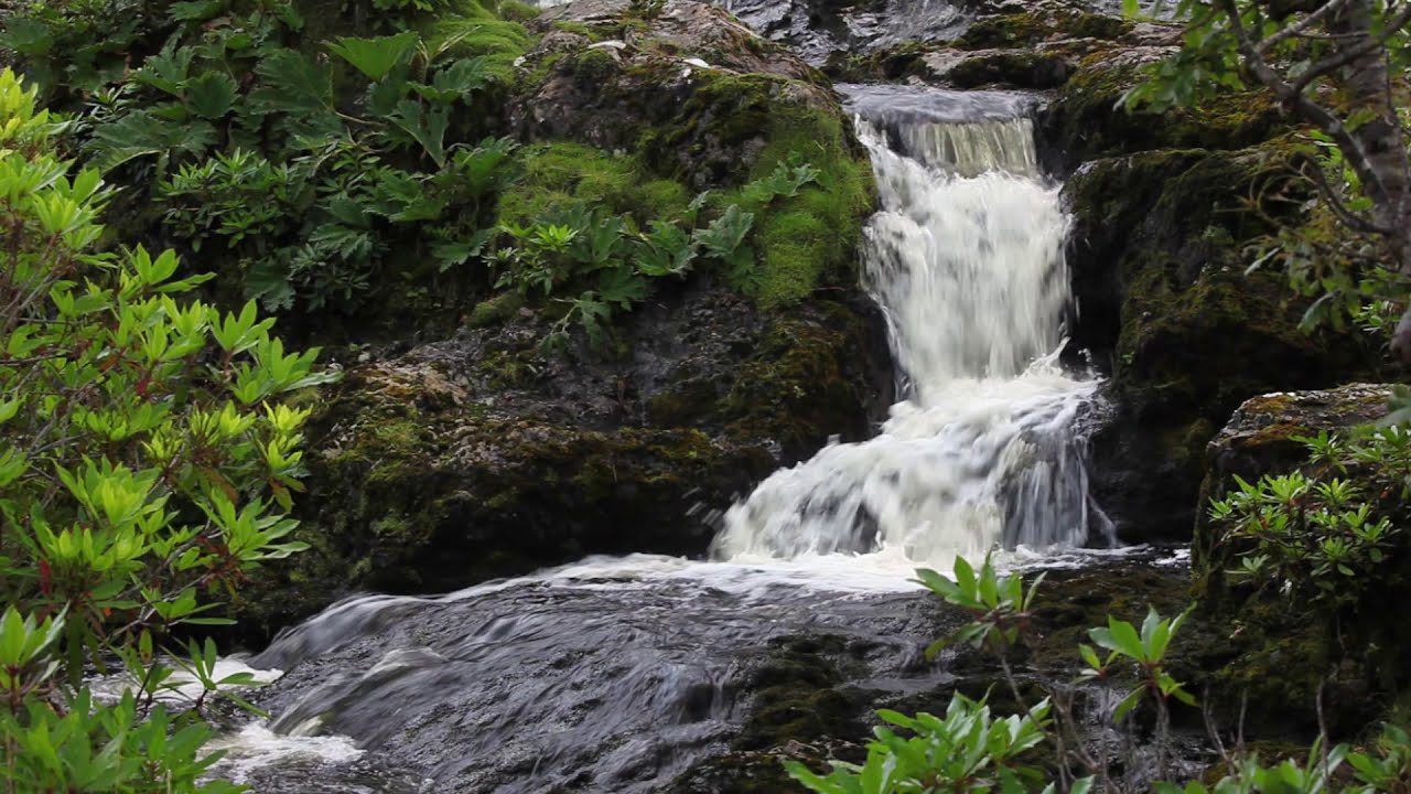 free downloadable nature sounds Free nature sounds | lose yourself in nature and find peace.