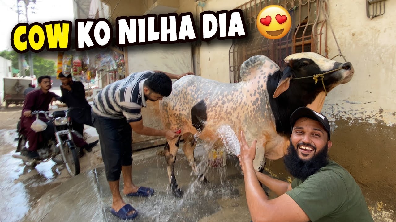 Cow ko nilha dia aaj or dost ko bhi 😂 (Fahad Bhai Official)
