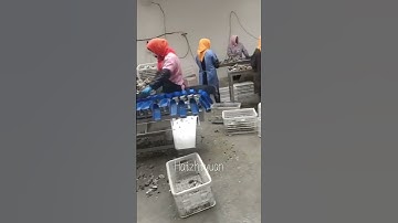 Oyster weight sorting machine #fishing #seafood #seafoodprocessing #food