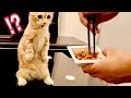 初めて納豆を食べた子猫の反応が可愛すぎた【マンチカン】