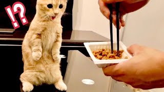 初めて納豆を食べた子猫の反応が可愛すぎた【マンチカン】
