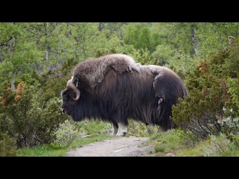 Video: Wann kam der Moschusochse heraus?