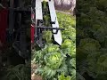 How an Automatic Vegetable Picking Machine Makes Harvesting and Packing Super Fast & Easy