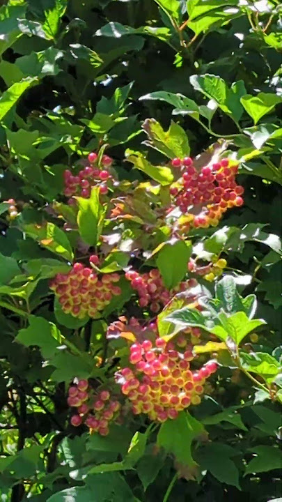 What are these berries? #berries #wildedibles #abandonedplaces #weedchannel
