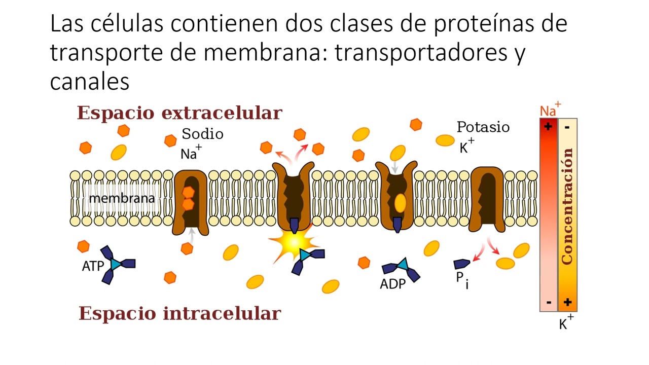 Cap 12 Transporte a través de las membranas celulares