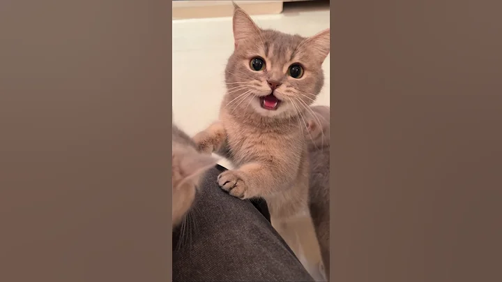 Watch the video about 🔥0.7k views🔥[😻] Cuteness Alert