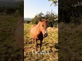 Сусіди 🐴