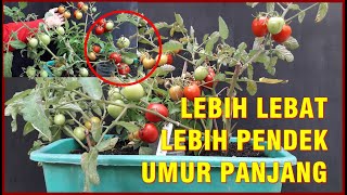 CARA BARU TANAM TOMAT 2X LEBIH BERBUAH LEBAT, PENDEK BERUMUR PANJANG | HOW TO PLANT - HARVEST TOMATO