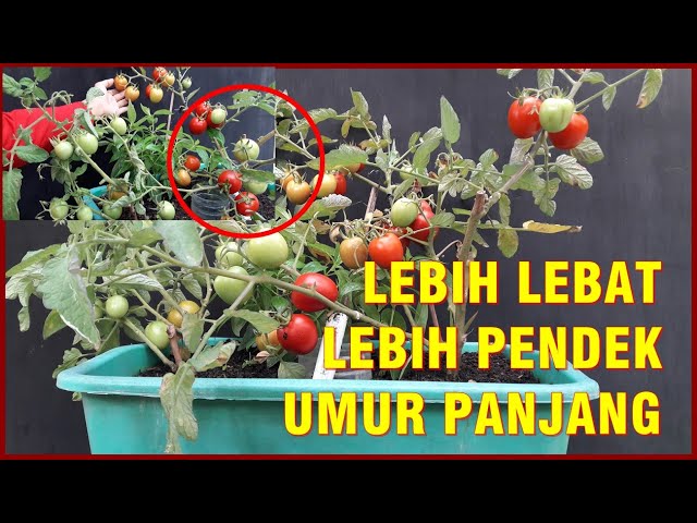 CARA BARU TANAM TOMAT 2X LEBIH BERBUAH LEBAT, PENDEK BERUMUR PANJANG | HOW TO PLANT - HARVEST TOMATO class=