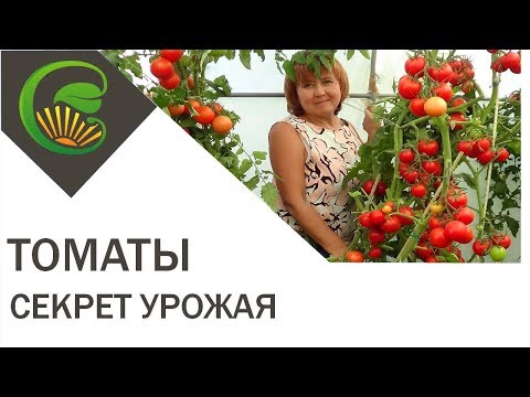 Самый важный секрет большого урожая томатов