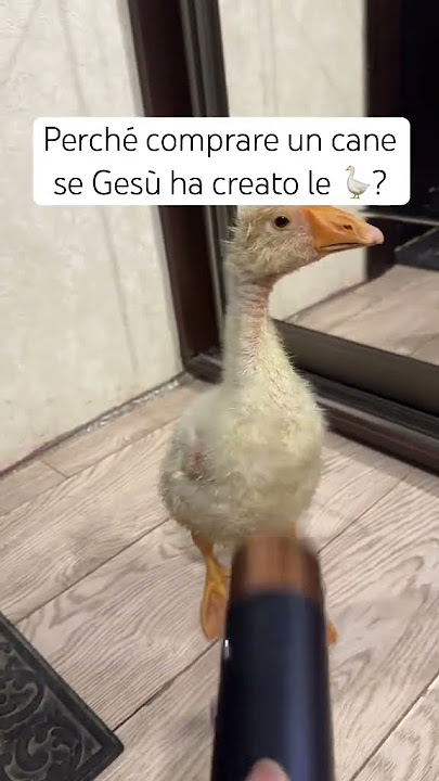 Ho #adottato un #oca 🥹 #reaction #adorabile #domestica #bagno #goose #tenera