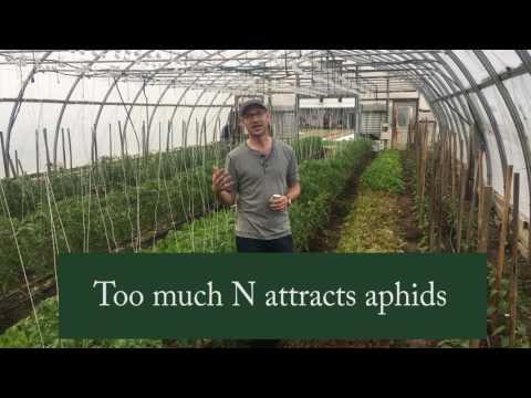Video: Boric Acid For Peppers: Spraying From Aphids And Feeding In The Greenhouse. How To Dilute With Iodine To Process The Ovary? Dosage And Watering