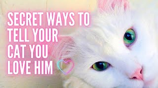 Ways to Tell Your Cat You Love Him in a Way He Understands!