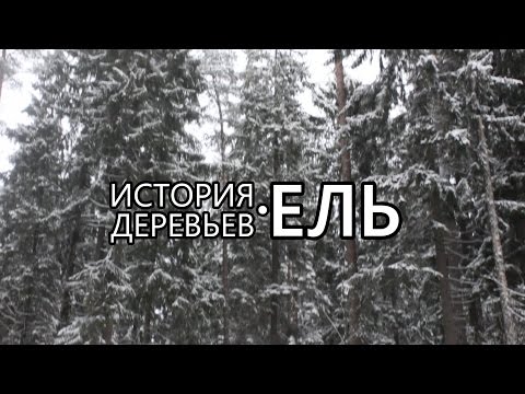 Ель. История деревьев Новогодний выпуск