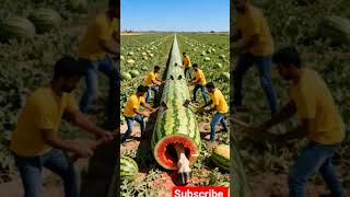 rescue cow from giant watermelon #ai #animals #funny