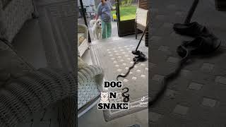 Dog N Snake