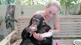 LUNCH WITH A BABY CHIMPANZEE