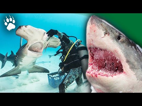 Des requins et des hommes - Nourrir des requins plutôt gentils - Documentaire animalier - AMP