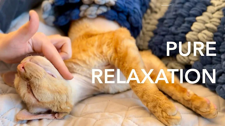 Watch the video about Devon Rex Nugget's SOOTHING Purr Will Calm Your Mind