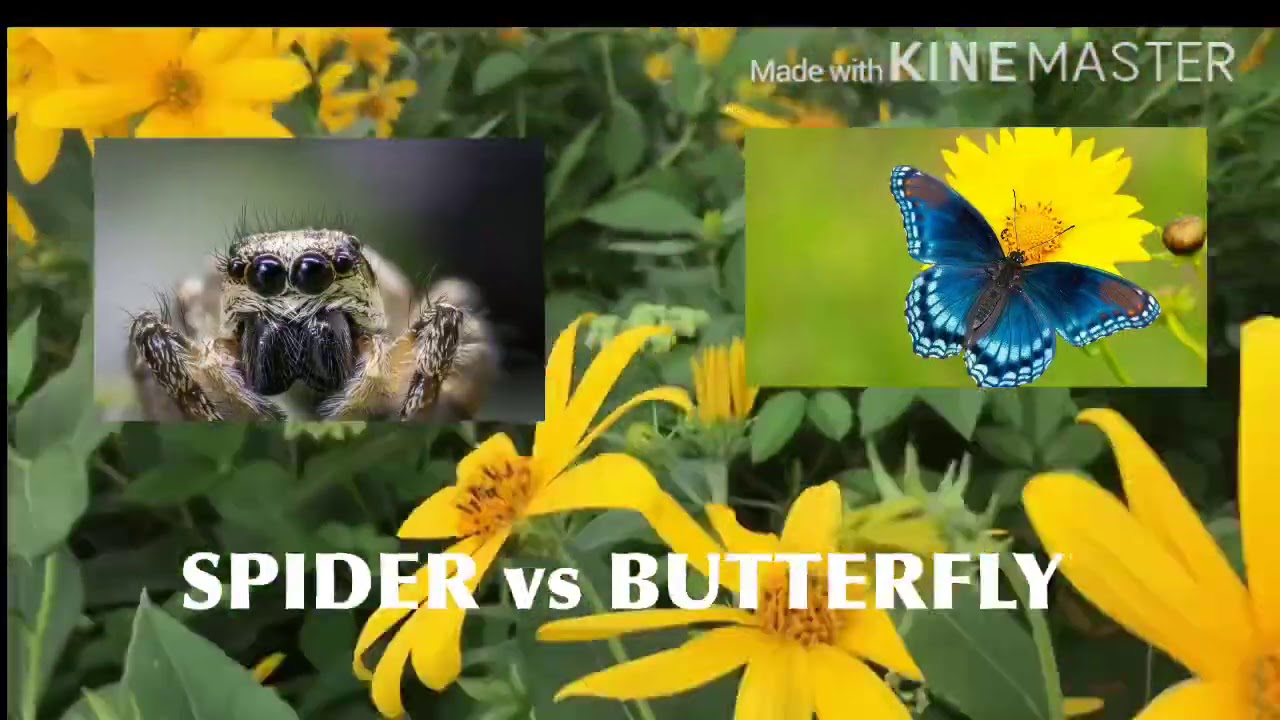 SPIDER vs BUTTERFLY in japan