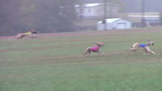 2019 AHCA National Specialty - ASFA Lure Coursing - Prelim FCh 1 by Afghan Hound Club of America 24 views 4 years ago 57 seconds