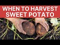 When to Harvest Sweet Potatoes | Bonus How To