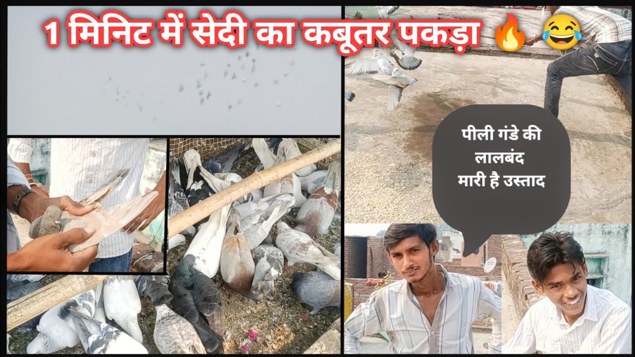 Sedi ka kabutar pakda सैदी ने लड़ना बंद कर दिया 🔥| Agra Pigeons