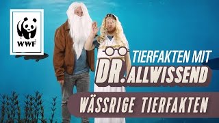 Fisch Fakten: Tierfakten mit Dr. Allwissend | WWF Deutschland
