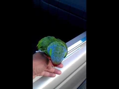 Vidéo: Mitred Conure