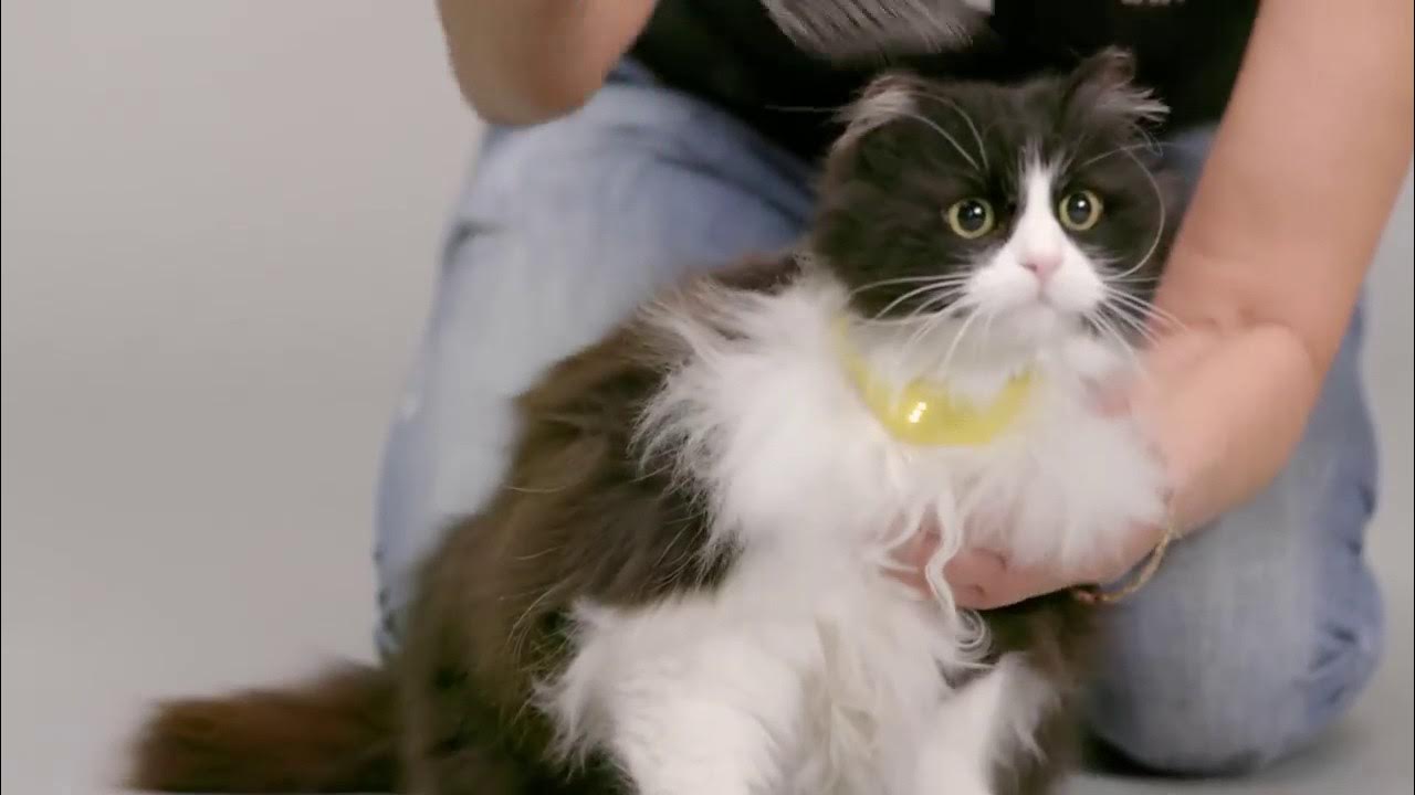 Can you turn cat into pet. Turn around cat.