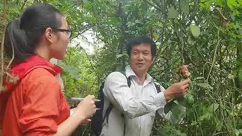 DÂY GẮM CHỮA GOUT, ĐAU NHỨC XƯƠNG KHỚP