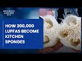 How 200000 luffas become kitchen sponges