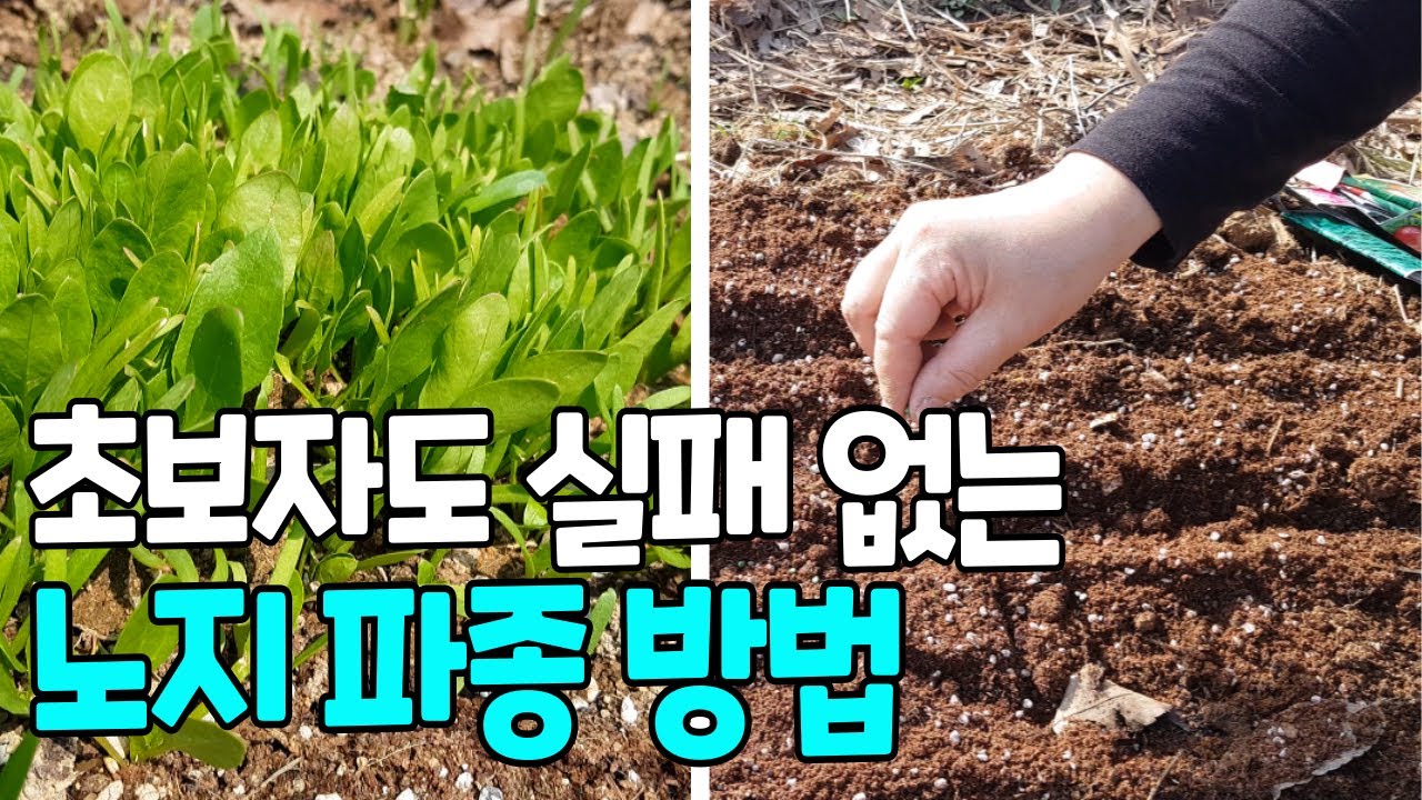 싹이 잘 나오는 파종 방법/ 씨앗 발아를 도와주자!/ 노지직파 잡초 걱정없이 씨앗뿌리기 - YouTube