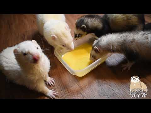 Video: Apa Yang Dimakan Ferret? Panduan Untuk Makan Ferret Anda