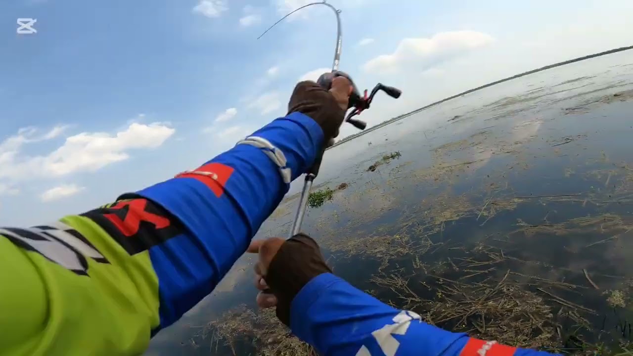 បឹងកេះត្រីសុទ្ធ🥰👍 #daiwafishing #fishing #បបក់ត្រីបឹង 