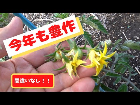 トマトの第一花房が着果しました - YouTube