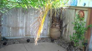 Painted Trails REO Home Tour    Mission Viejo