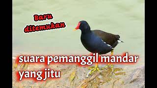 Baru ditemukan Suara Pikat Burung Mandar yang sangat jitu @YuliusHunter