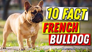 Are French Bulldogs Good Pets , 10 Facts