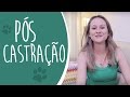 Ju Almeida Pet - Pós Castração