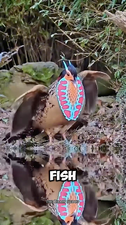 This bird has the most unique ability 😱😳