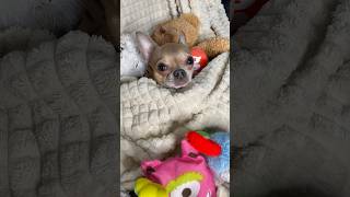 Все ноги наверх #чихуахуа #смешныеживотные #отдых