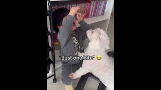 Dogs Steals Food From Kids 🤣#dogstealsfood #dogsnatch #dog #funnydog